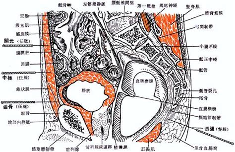 龜尾穴|醫砭 » 經穴庫 » 長強